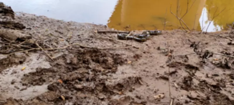 Sucuri de quase 4 metros é resgatada de telhado em casa no Tocantins