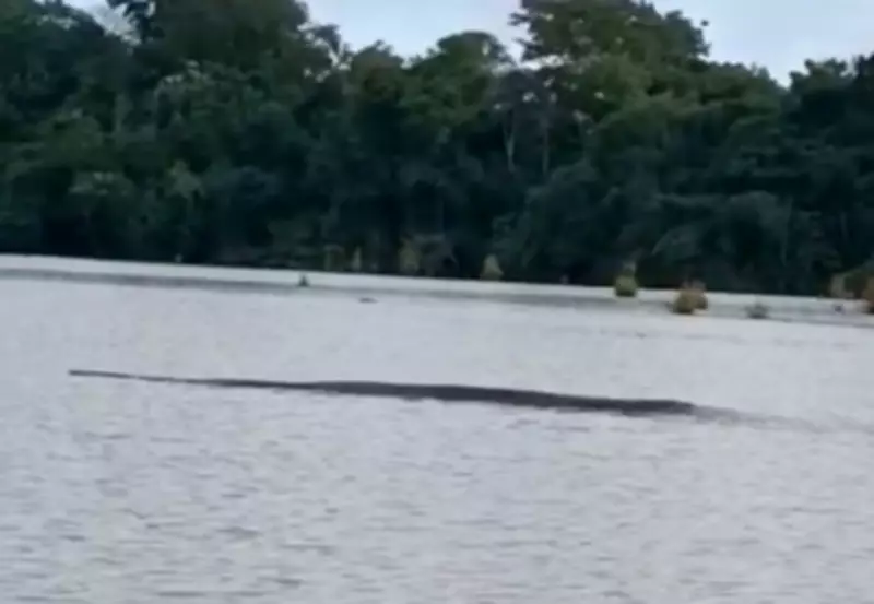 Sucuri gigante é flagrada boiando em rio do Tocantins; vídeo impressiona