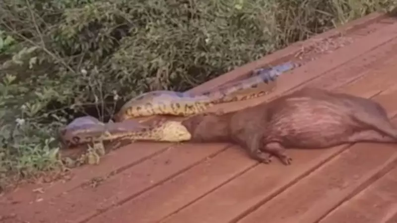 Sucuri tenta capturar capivara em cena rara filmada em fazenda de MS