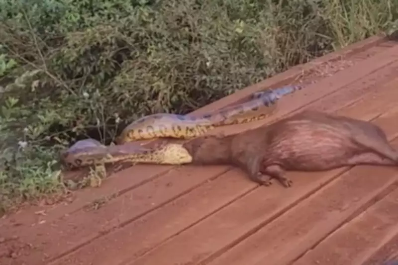 Sucuri tenta devorar capivara às margens de córrego em MS; veja vídeo