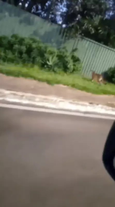 Suposta onça é flagrada caminhando pelas ruas do Lago Norte, no Distrito Federal