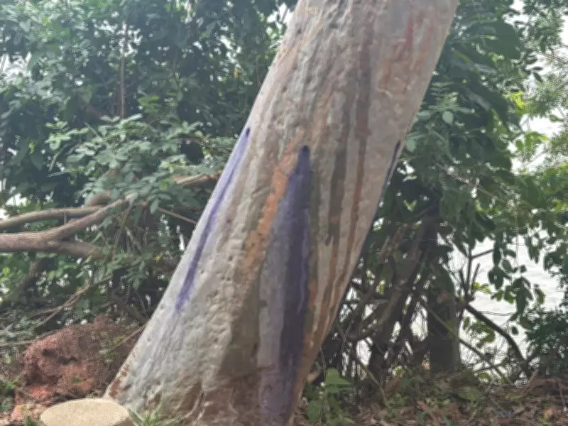 Suspeita de envenenamento de árvores em parque de Florianópolis é investigada
