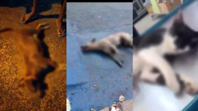 Suspeita de envenenamento mata 15 cães e gatos em Santa Cruz do Piauí; terceiro caso no estado