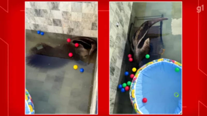Tamanduá-bandeira resgatado após cair em piscina no Jardim Botânico, DF