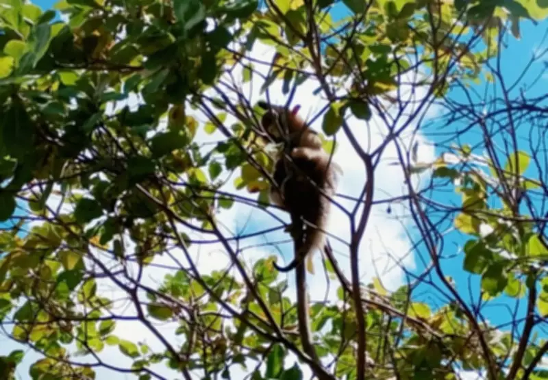 Tamanduá é resgatado de cajueiro em Aracaju após risco de ataque por cães