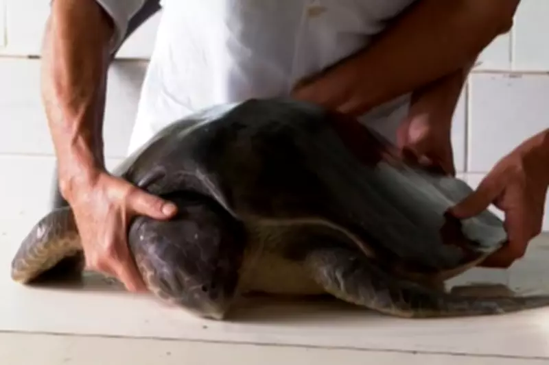 Tartaruga-oliva morta será exposta no Museu do Mar de Santos após processo de taxidermia