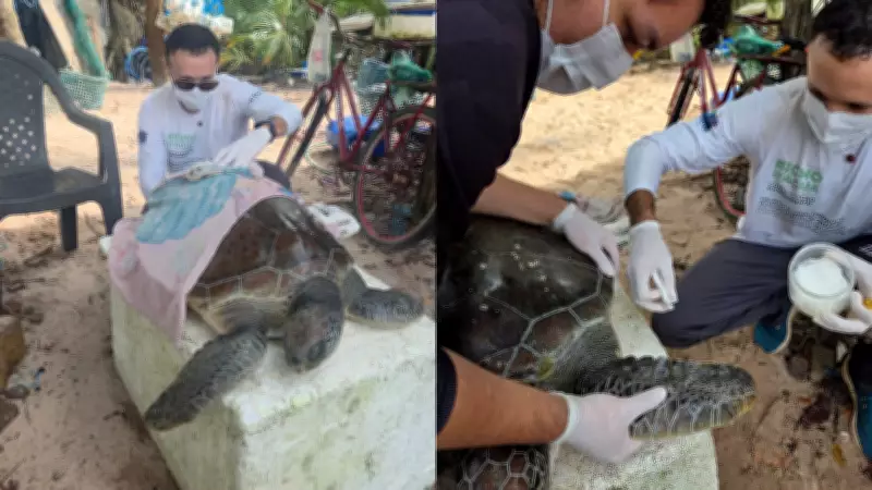 Tartaruga-verde ameaçada de extinção é resgatada com vida em praia do Pará