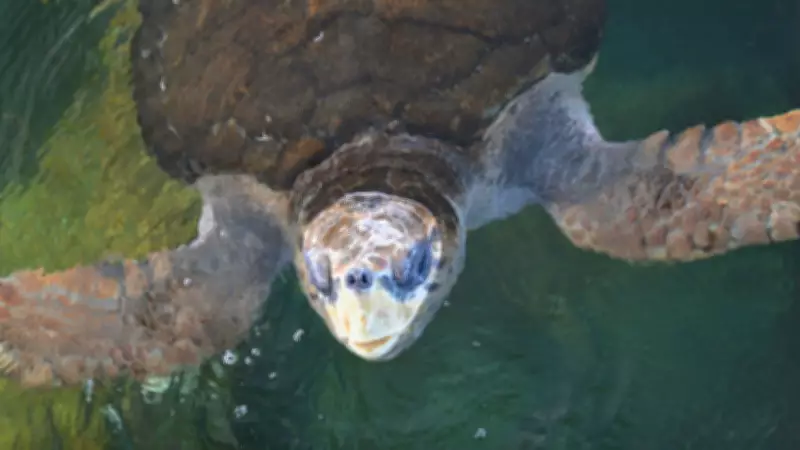 Tartarugas-cabeçudas como 'Jorge' retornam à Baía de Guanabara em Magé