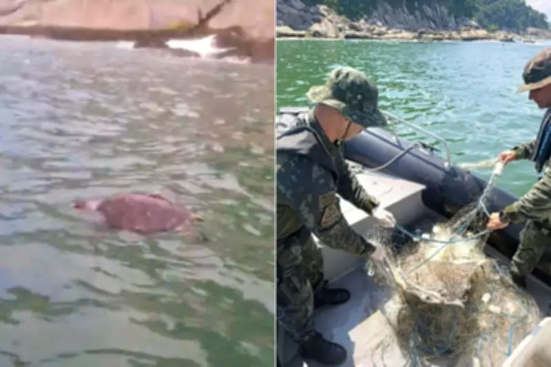 Tartarugas e raia mortas são encontradas em rede de pesca ilegal no litoral paulista