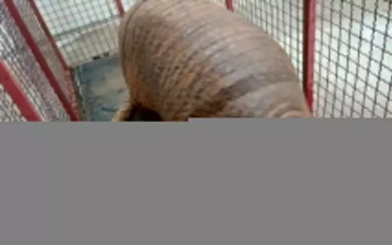 Tatu-canastra 'gigante' é resgatado após passear por ruas de Mineiros, em Goiás