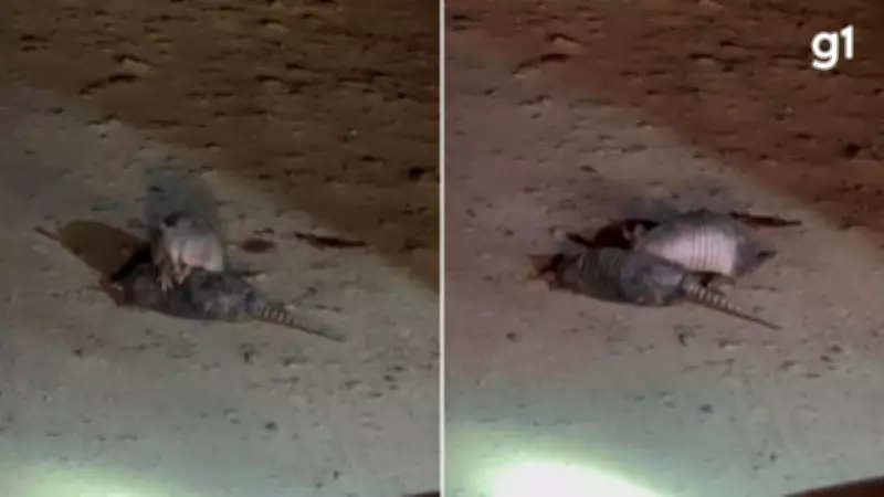 Tatu tenta socorrer parceiro atropelado em estrada do Rio Grande do Sul