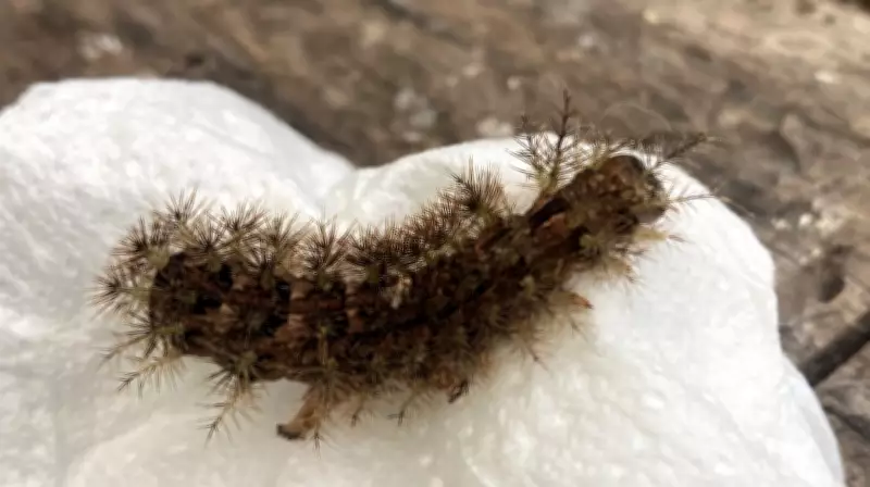 Taturana: a lagarta que pode causar hemorragias graves no corpo humano