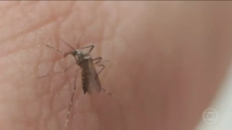 Taubaté confirma primeira morte por dengue em 2026; vítima é idoso de 80 anos