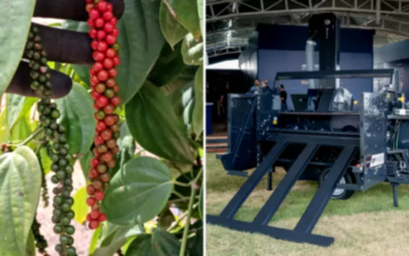 Tecnologia nacional mecaniza colheita de pimenta-do-reino e reduz custos