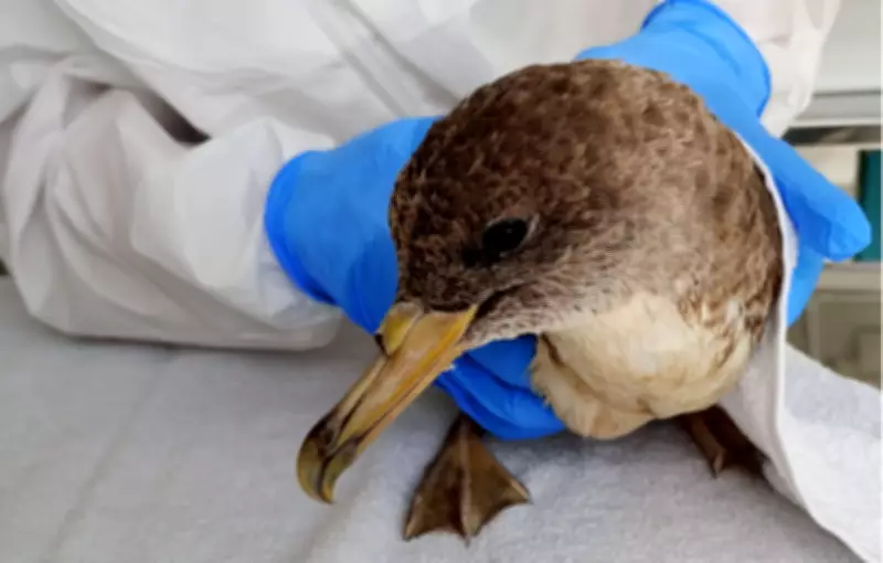 Temporada de aves migratórias começa com mais de 100 aves encalhadas em Sergipe