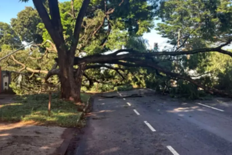 Temporal em Campo Grande derruba árvores e deixa bairros sem energia elétrica