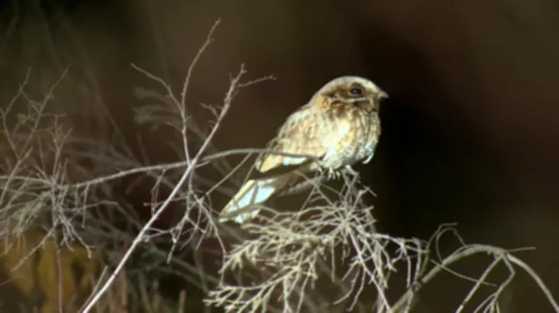 Terra da Gente explora aves raras e gigantes aquáticos no Triângulo Mineiro