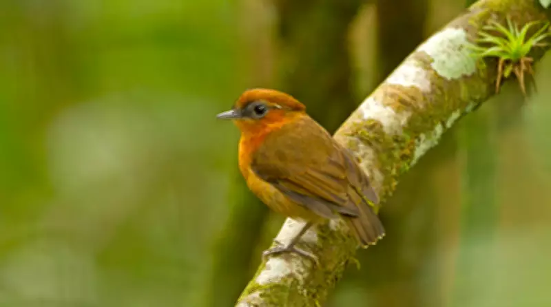 Terra da Gente explora Serra de Baturité e pesca feminina no Araguaia