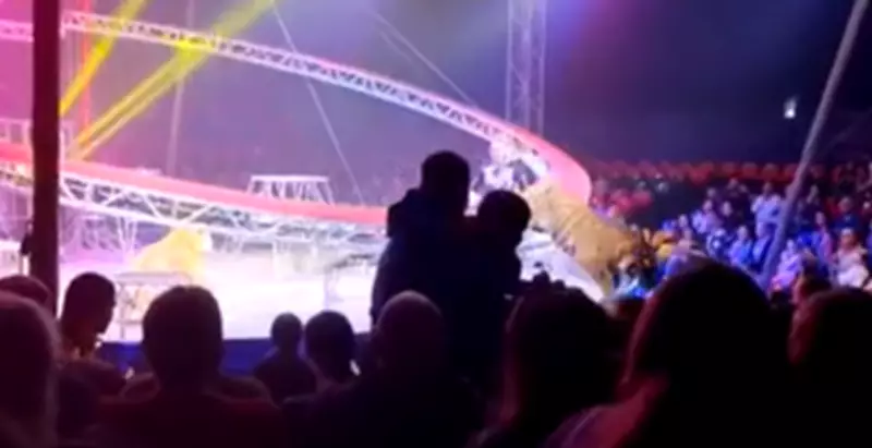 Tigre foge durante apresentação de circo na Rússia e assusta plateia