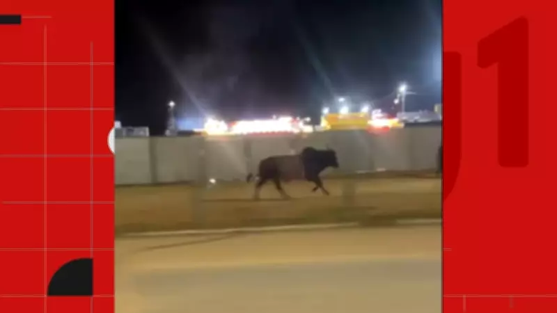Touro foge de rodeio no ES, fere estudante e é recapturado em MG após percurso de 7 km