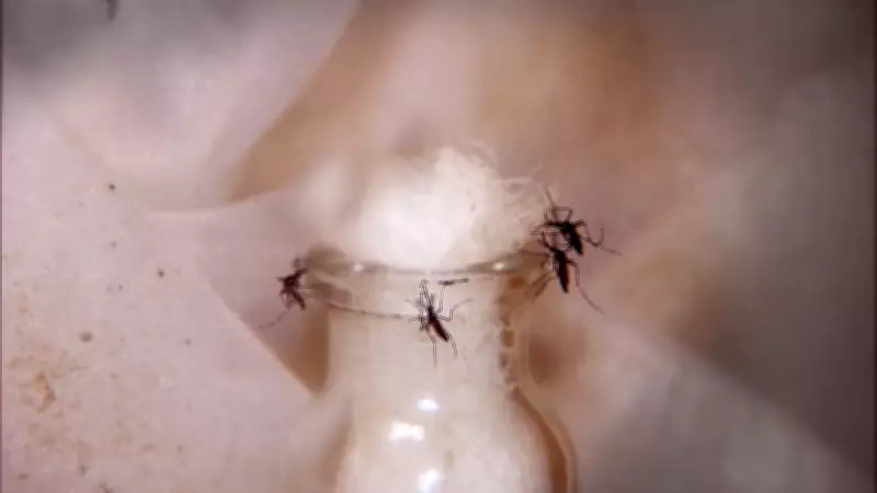 Tremembé registra primeira morte por dengue em 2026: vítima é idoso de 87 anos