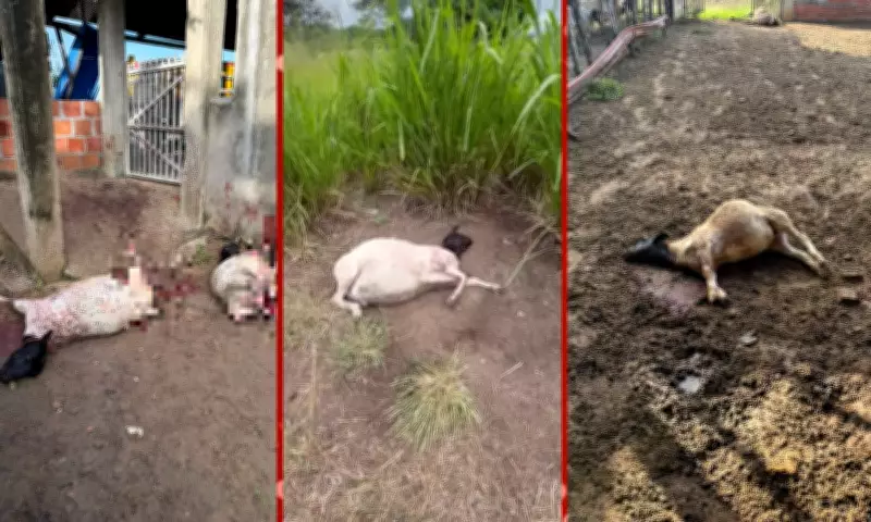 Treze ovelhas são mortas em ataques de cães na zona rural de Serrinha, Bahia