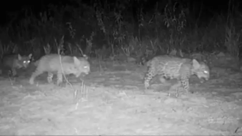 Trigêmeos de onça-pintada no Norte de MG terão nomes definidos por votação popular aberta