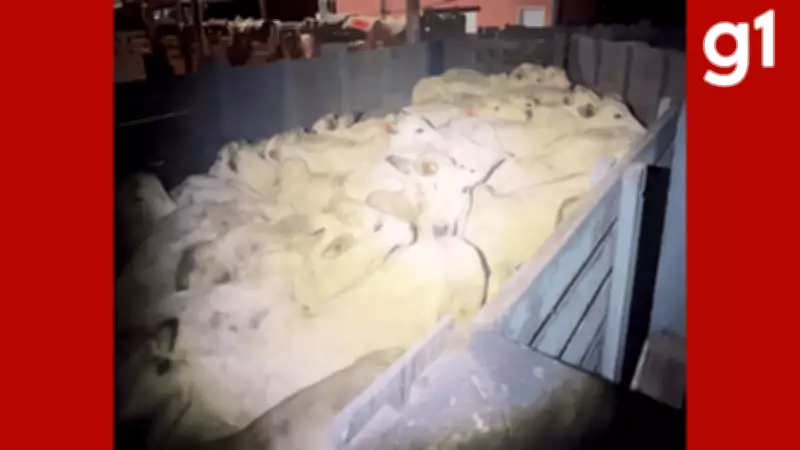 Três suspeitos são presos por furto de gado em Barra do Garças; um boi morre no transporte