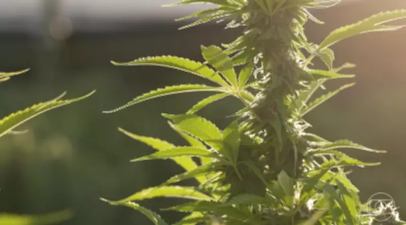 Trump deve reclassificar maconha nos EUA nesta quarta-feira, flexibilizando uso medicinal