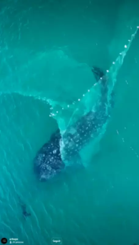 Tubarão-baleia escapa de rede de pesca artesanal em Arraial do Cabo