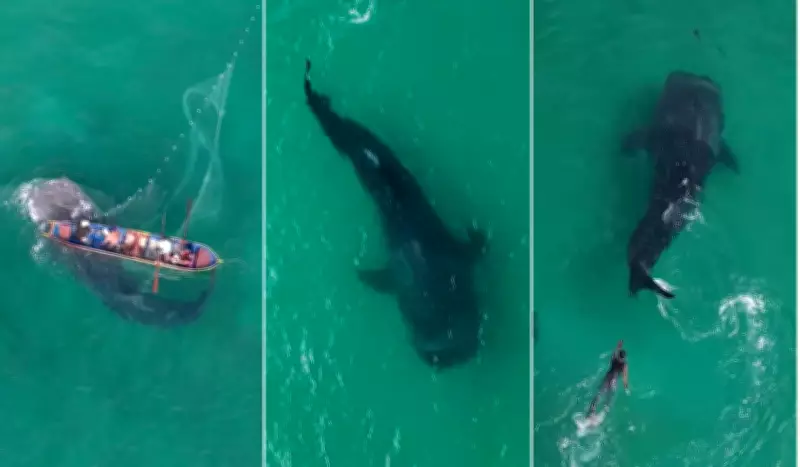Tubarão-baleia é resgatado após ficar preso em rede de pesca em Arraial do Cabo