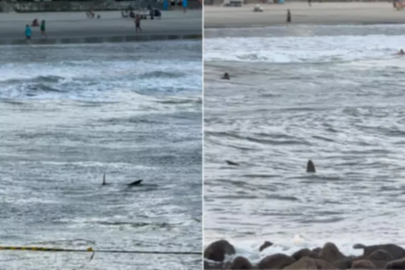 Tubarão-martelo é flagrado próximo a crianças em praia de Guarujá, SP