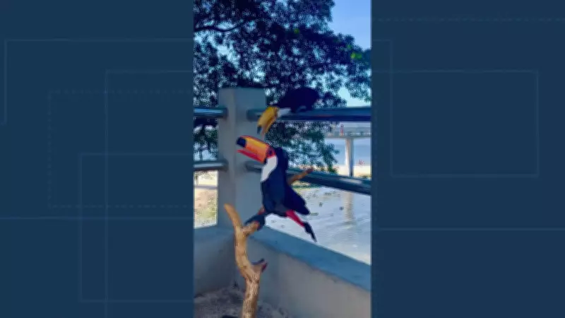 Tucano real 'beija' escultura de madeira em cena encantadora em Niterói