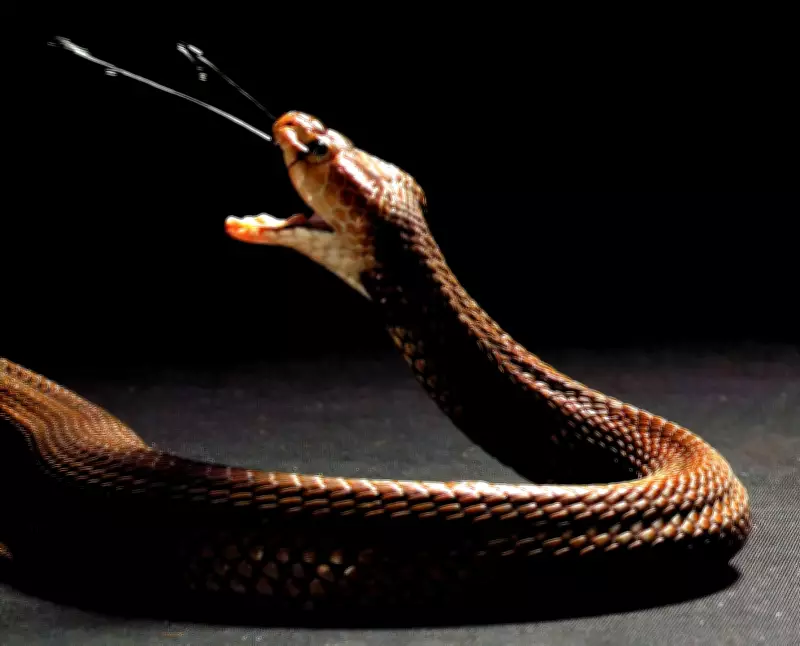 Turista alemão morre após ser mordido por cobra em espetáculo no Egito