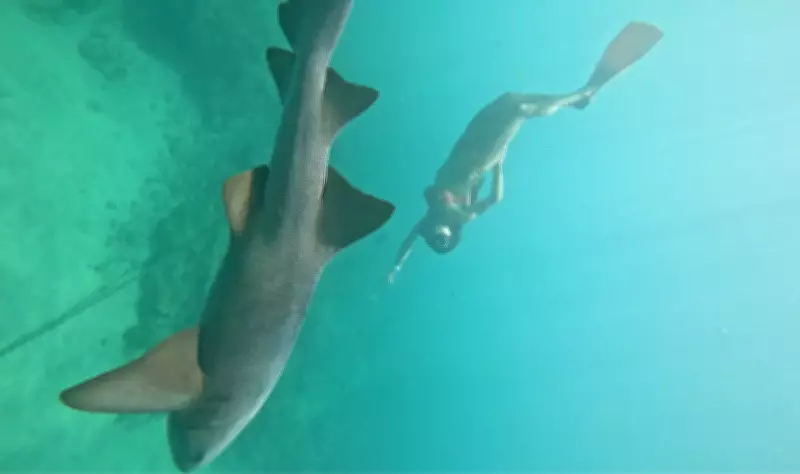 Turista mordida por tubarão retorna a Noronha e mergulha com animais no mesmo local