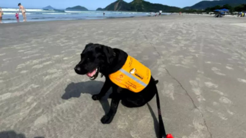 Tutora de cão-guia denuncia expulsão de praia em São Sebastião por guardas municipais