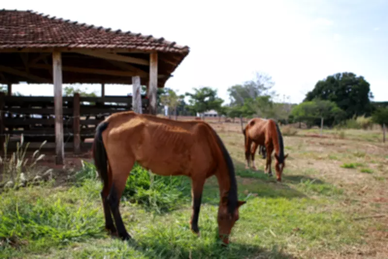 Uberlândia abre chamamento para doar cavalos e bois apreendidos nas ruas