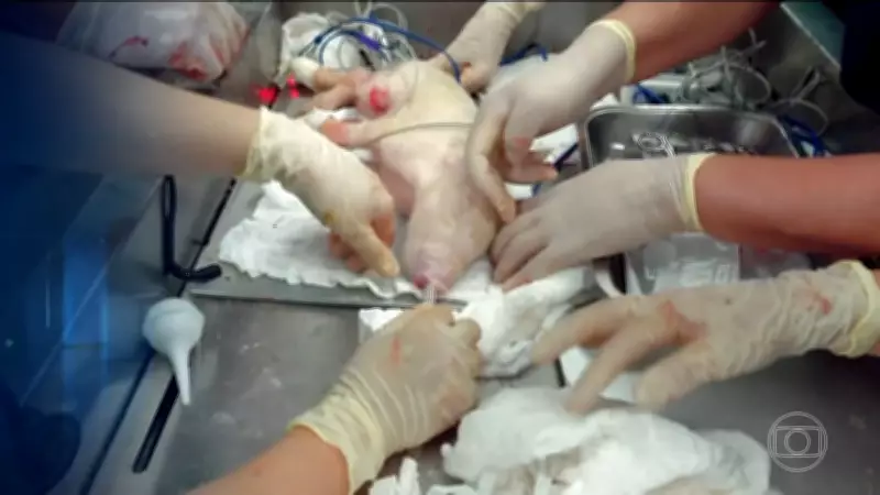 USP realiza primeira clonagem de porco no Brasil para avançar em transplantes de órgãos