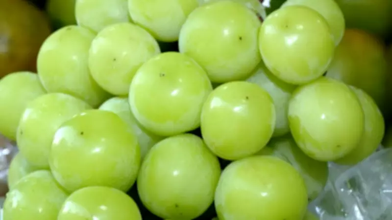 Uva gigante 'Pilar Moscato' viraliza nas redes sociais por sabor e tamanho incomum