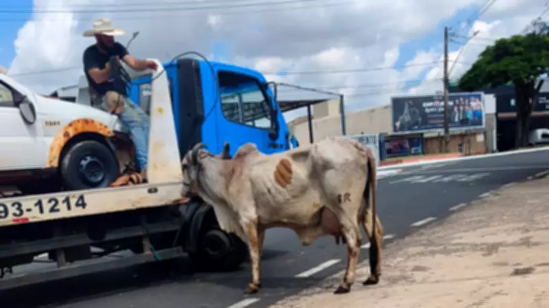 Vaca foge de feira agropecuária e corre atrás de pedestres em Uberaba