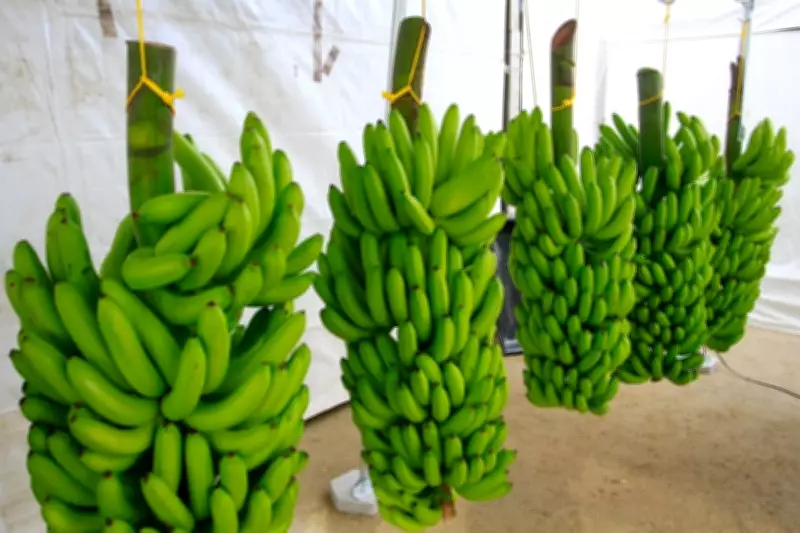 Vale do Ribeira conquista selo de Indicação Geográfica para produção de banana