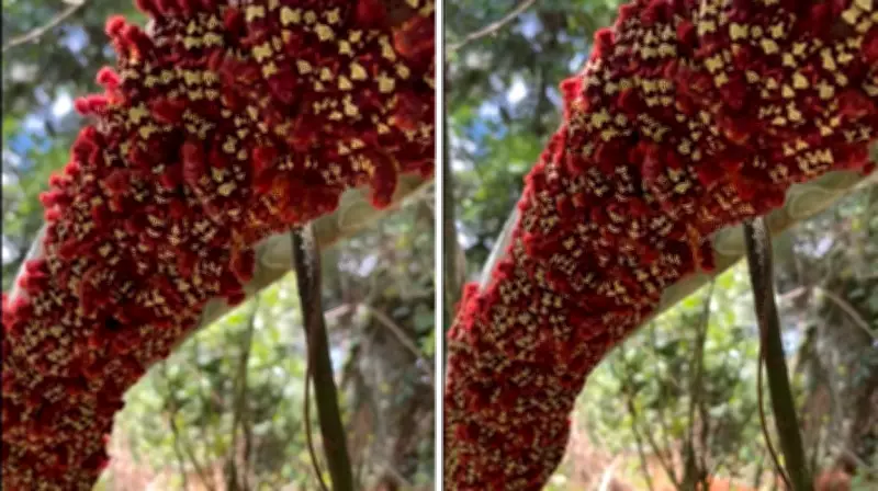 Vídeo impressionante mostra lagartas sincronizando movimento de defesa coletiva