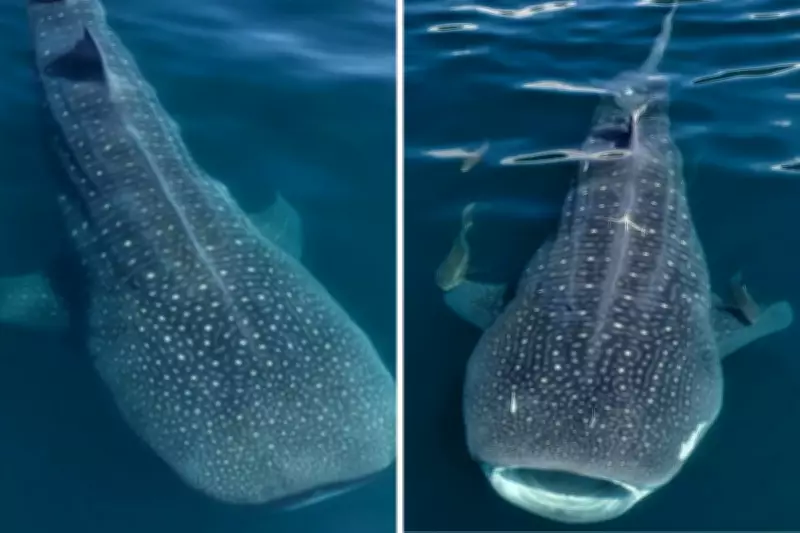 Vídeo impressionante mostra tubarões-baleia nadando no litoral de Ilhabela, SP