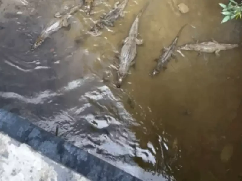 Vídeo mostra grupo de mais de 10 jacarés-tinga em igarapé na Zona Sul de Manaus