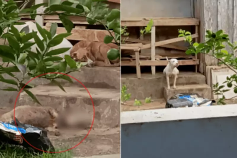 Vídeo revela abandono de seis pit bulls em casa no litoral paulista; suspeita de canil clandestino