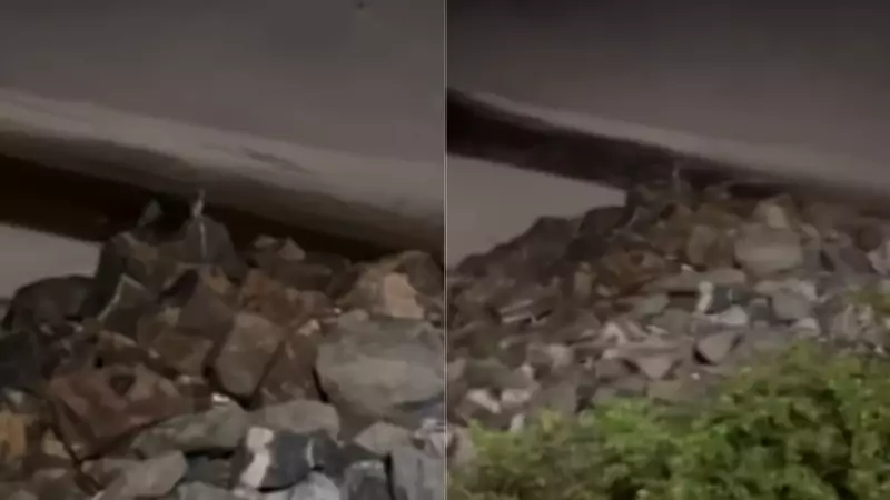 Vídeo viral mostra suposta aparição de pinguim em praia de São Luís; biólogo analisa