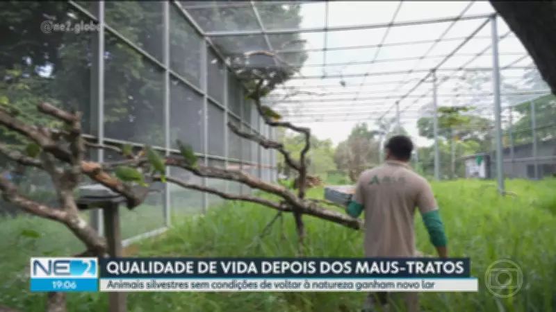 Vídeos NE2: Confira os destaques de quarta-feira, 8 de abril de 2026