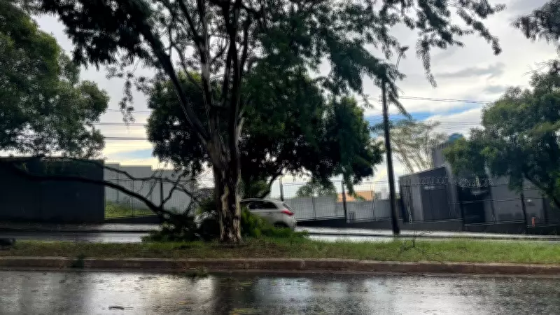 Vendaval em Uberlândia derruba mais de 30 árvores e causa interdições em diversos bairros