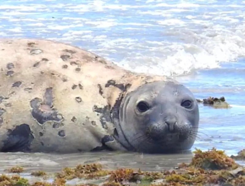 Xuxa clama por justiça após morte brutal de elefante-marinho Leôncio em Alagoas