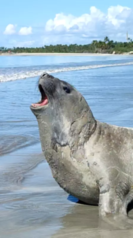 Xuxa pede justiça após morte de elefante-marinho Leôncio em Alagoas